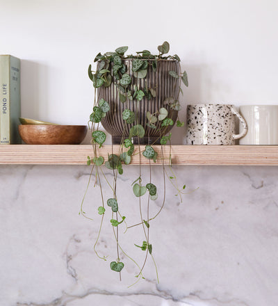 String Of Hearts & Pot