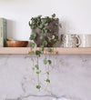String Of Hearts & Pot