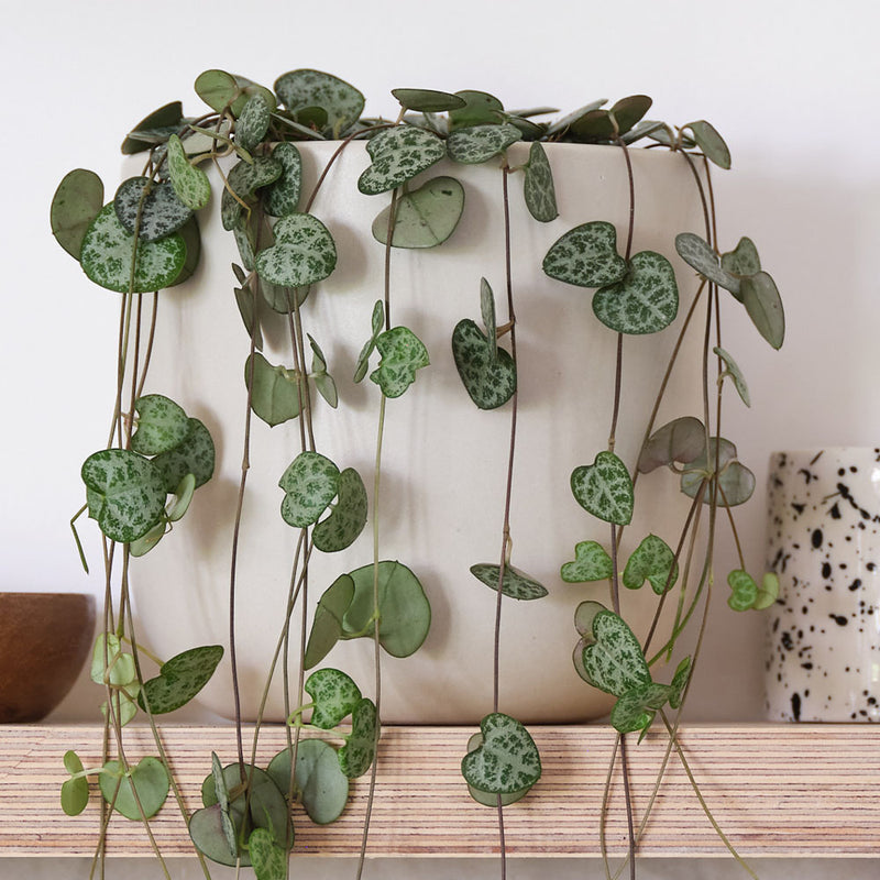 String Of Hearts & Pot