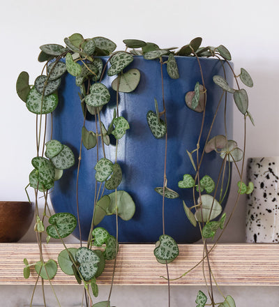 String of Hearts Pair