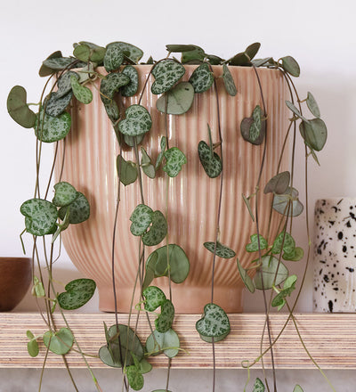 String Of Hearts & Pot