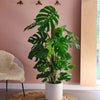 Swiss Cheese Plant