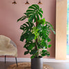 Swiss Cheese Plant & Pot