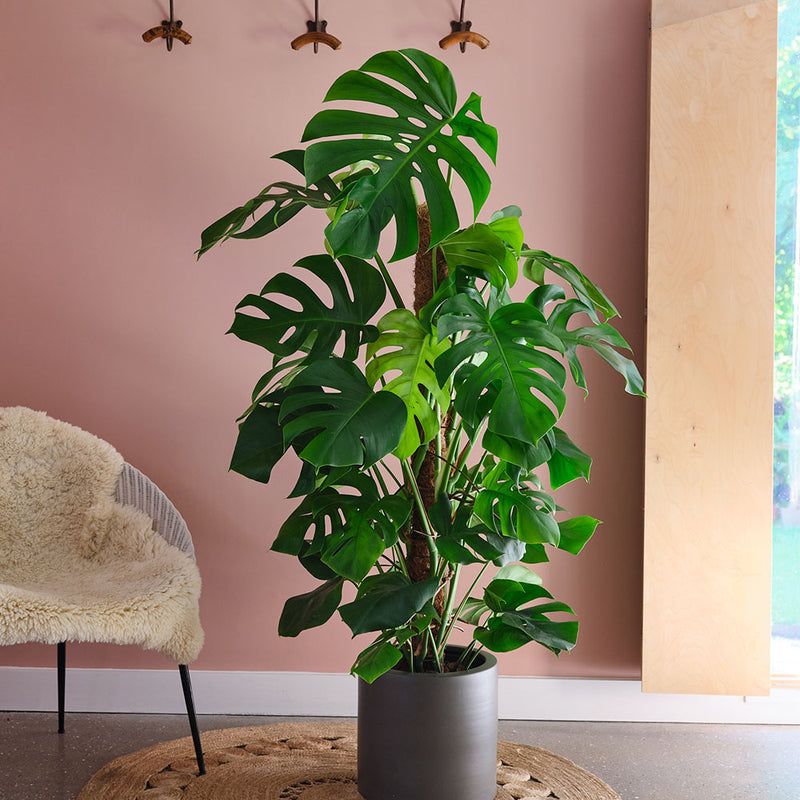 Swiss Cheese Plant & Pot
