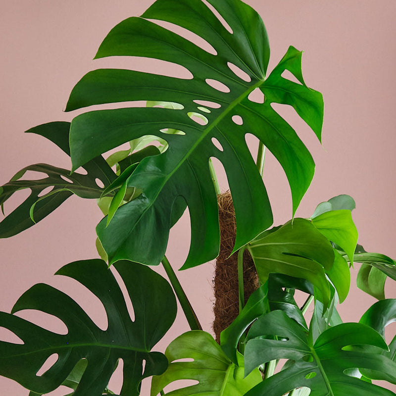 Swiss Cheese Plant & Pot