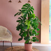 Swiss Cheese Plant & Pot