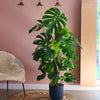 Swiss Cheese Plant & Pot
