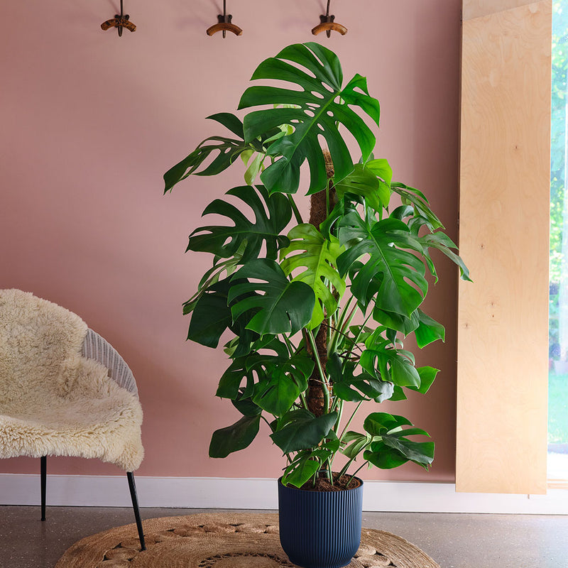 Swiss Cheese Plant & Pot
