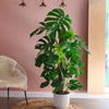 Swiss Cheese Plant & Pot