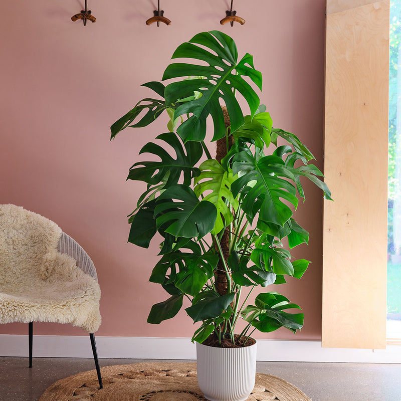 Swiss Cheese Plant & Pot