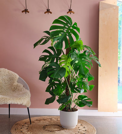 Swiss Cheese Plant & Pot