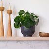 Chinese Money Plant