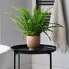Boston Fern & Pot