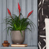 Vriesea Astrid & Pot