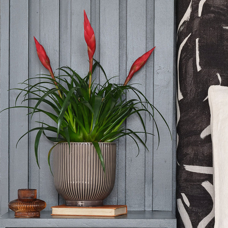 Vriesea Astrid & Pot