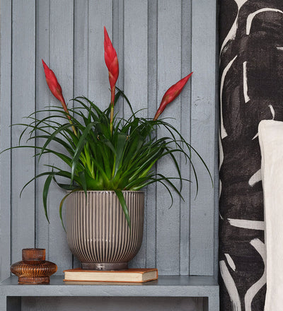 Vriesea Astrid & Pot