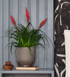 Vriesea Astrid & Pot