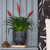 Vriesea Astrid & Pot
