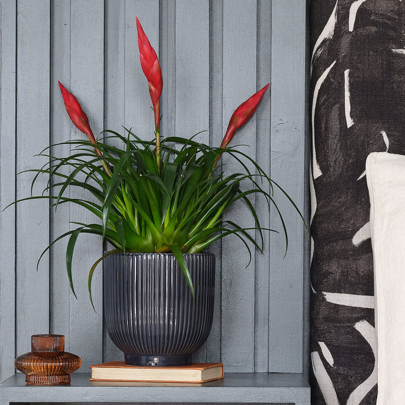 Vriesea Astrid & Pot