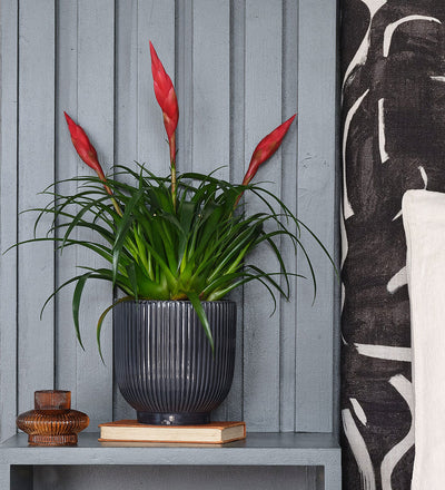 Vriesea Astrid & Pot