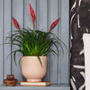 Vriesea Astrid & Pot