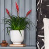 Vriesea Astrid & Pot