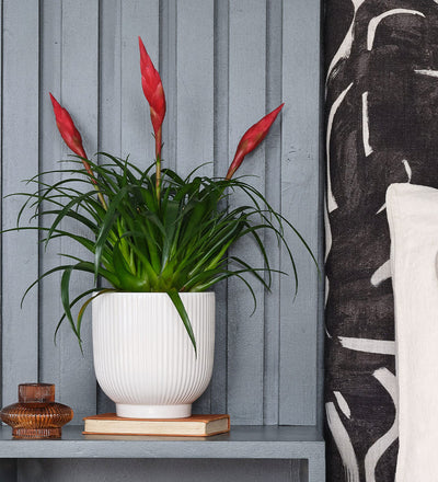 Vriesea Astrid & Pot