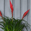 Vriesea Astrid & Pot