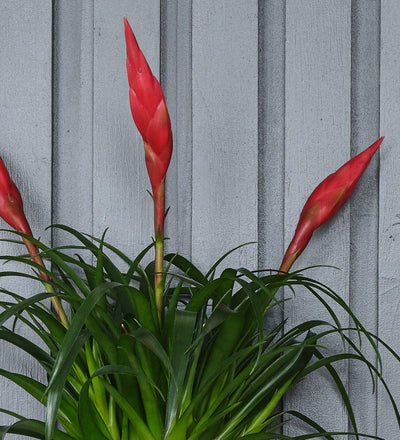 Vriesea Astrid & Pot