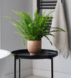 Boston Fern & Pot