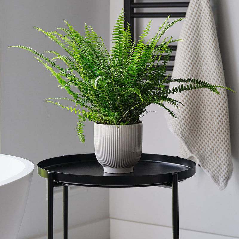 Boston Fern & Pot
