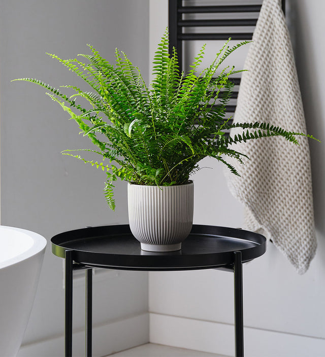 Boston Fern & Pot