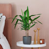 Yucca Plant & Pot