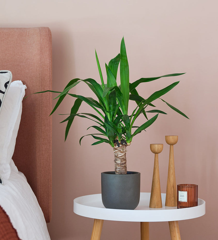 Yucca Plant & Pot