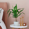 Yucca Plant & Pot