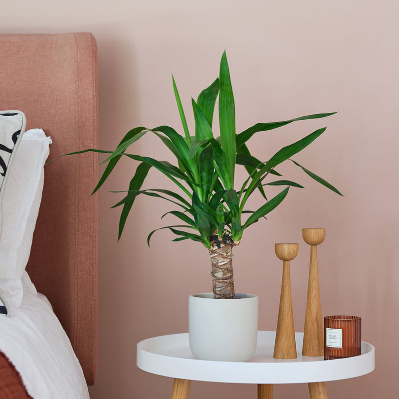 Yucca Plant & Pot