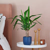 Yucca Plant & Pot