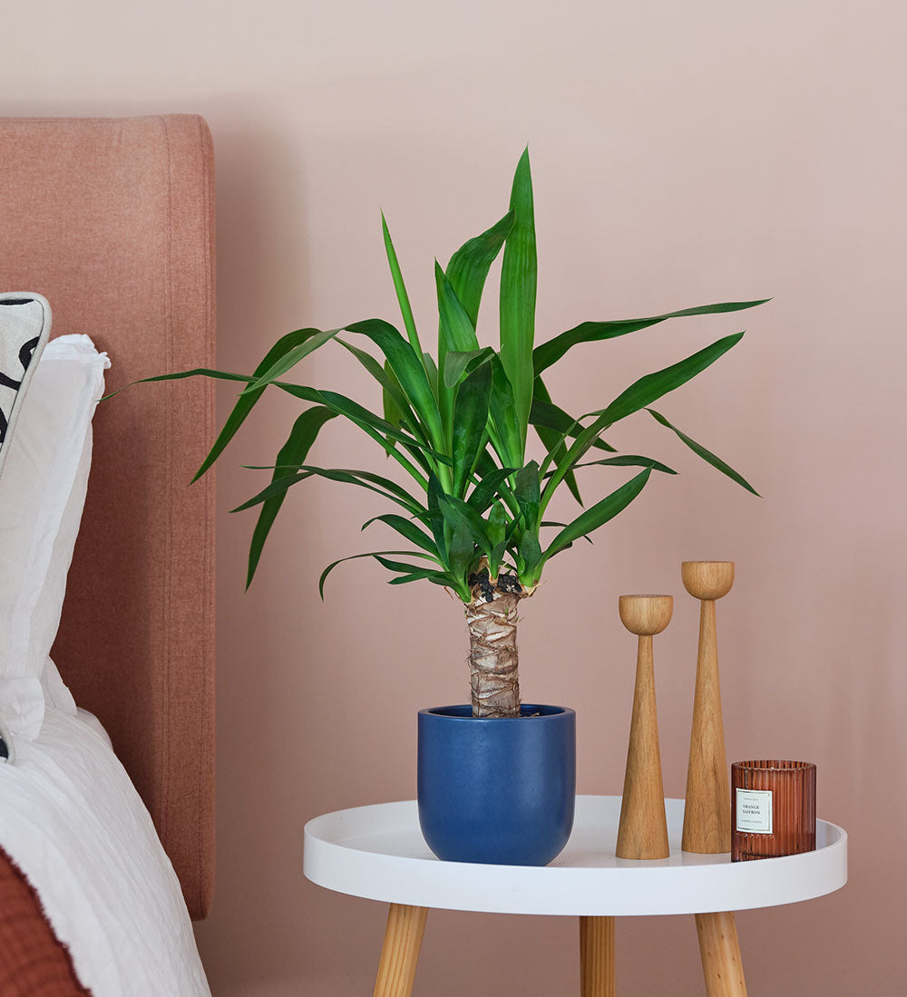 Yucca Plant & Pot