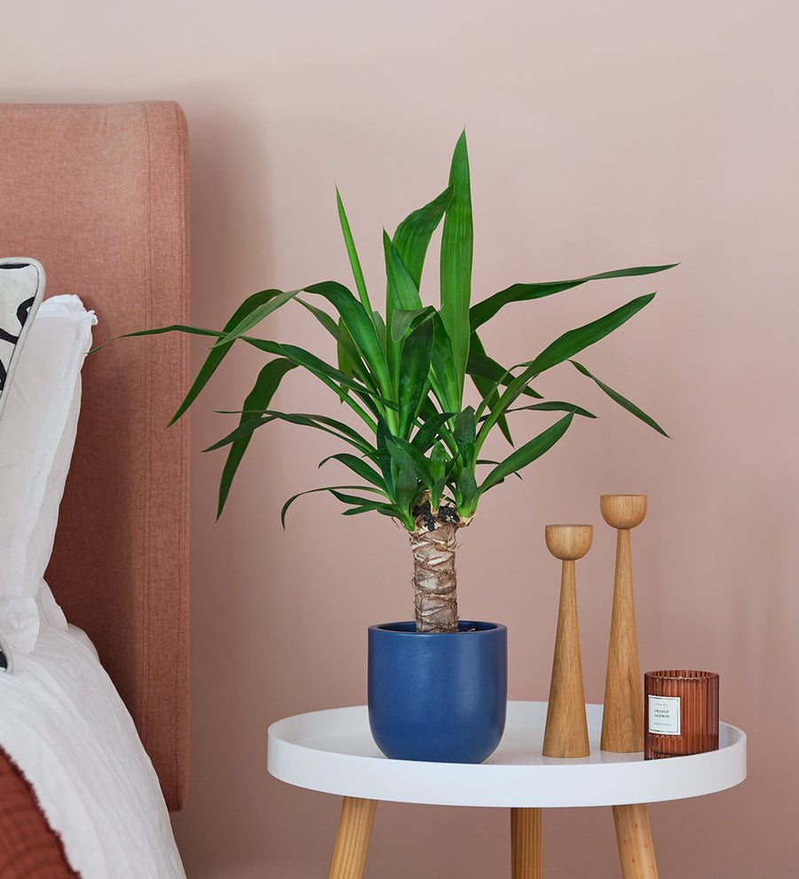 Yucca Plant & Pot