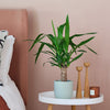 Yucca Plant & Pot