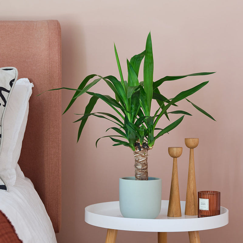 Yucca Plant & Pot