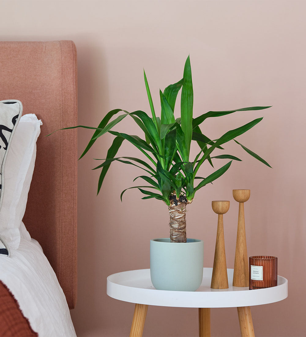 Yucca Plant & Pot