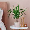 Yucca Plant & Pot