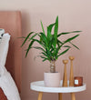 Yucca Plant & Pot