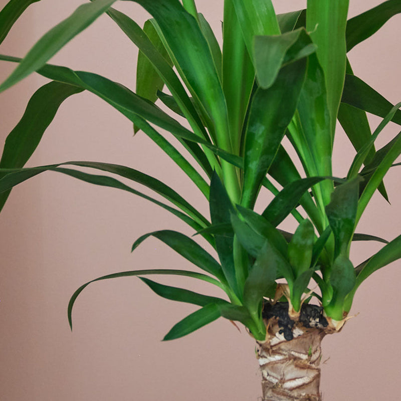 Yucca Plant & Pot