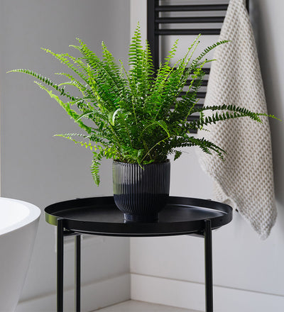 Boston Fern