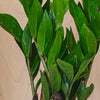 ZZ Plant & Pot