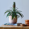 Pineapple Plant & Pot