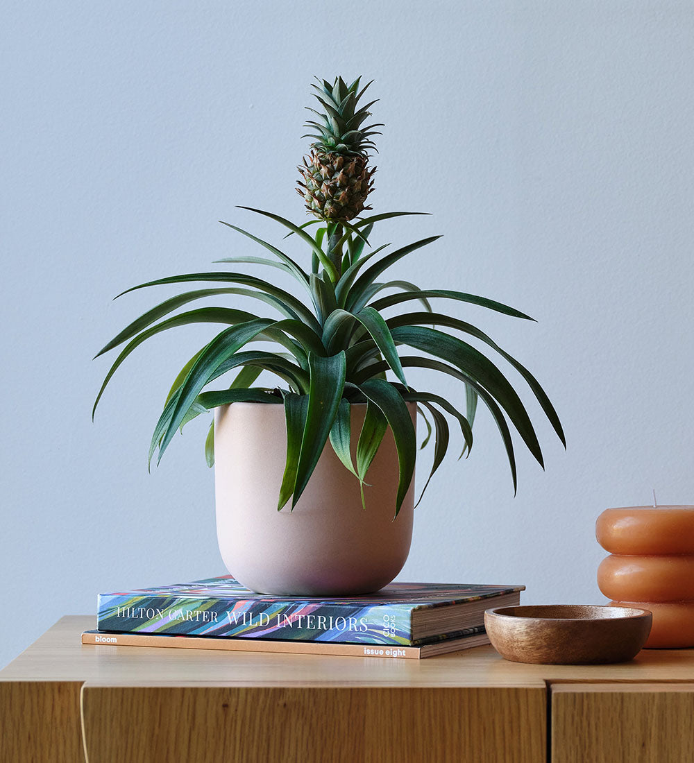 Buy the Pineapple Plant (Ananas comosus) Indoor Houseplant with Nationwide  Delivery