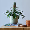 Pineapple Plant & Pot